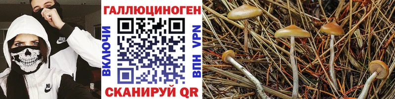 Псилоцибиновые грибы Magic Shrooms  Купить где  Нурлат 